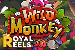 wild monkey